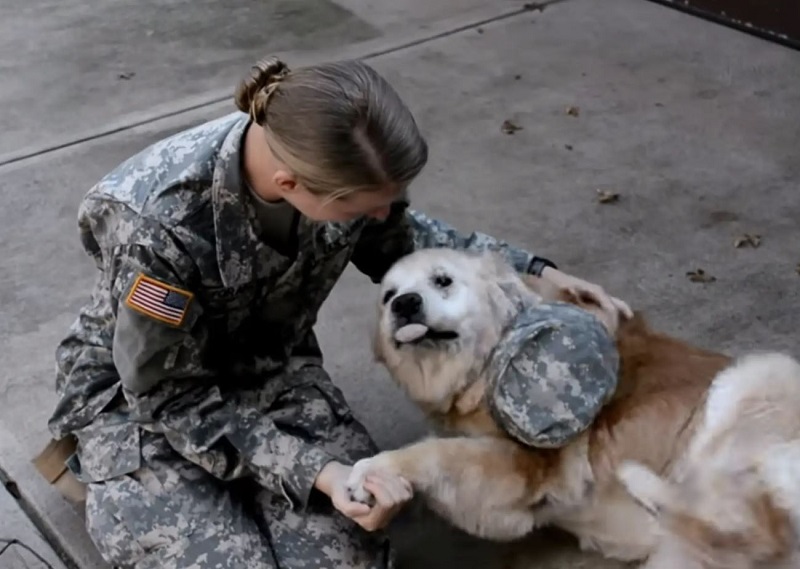 Heartwarming Reunion: Elderly Dog and Soldier Owner's Unbreakable Bond